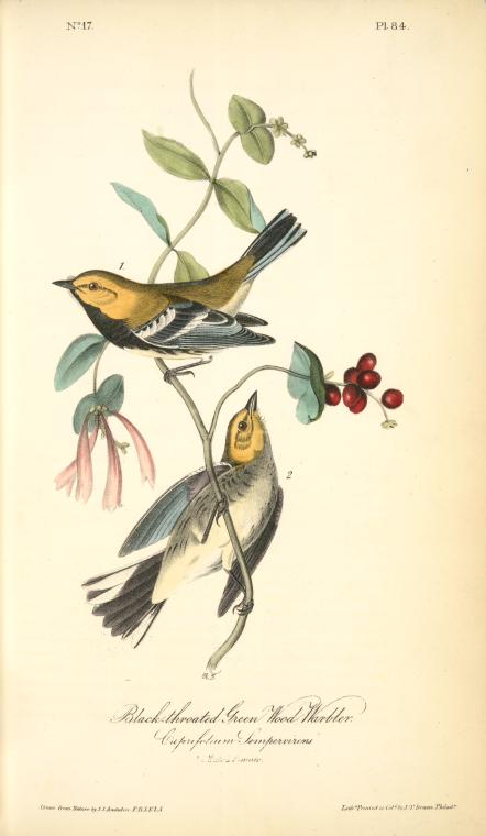 Black-throated Green Wood-warbler, 1. Male, 2. Female. (cuprifolium Sempervirens.) — Джон Джеймс Одюбон