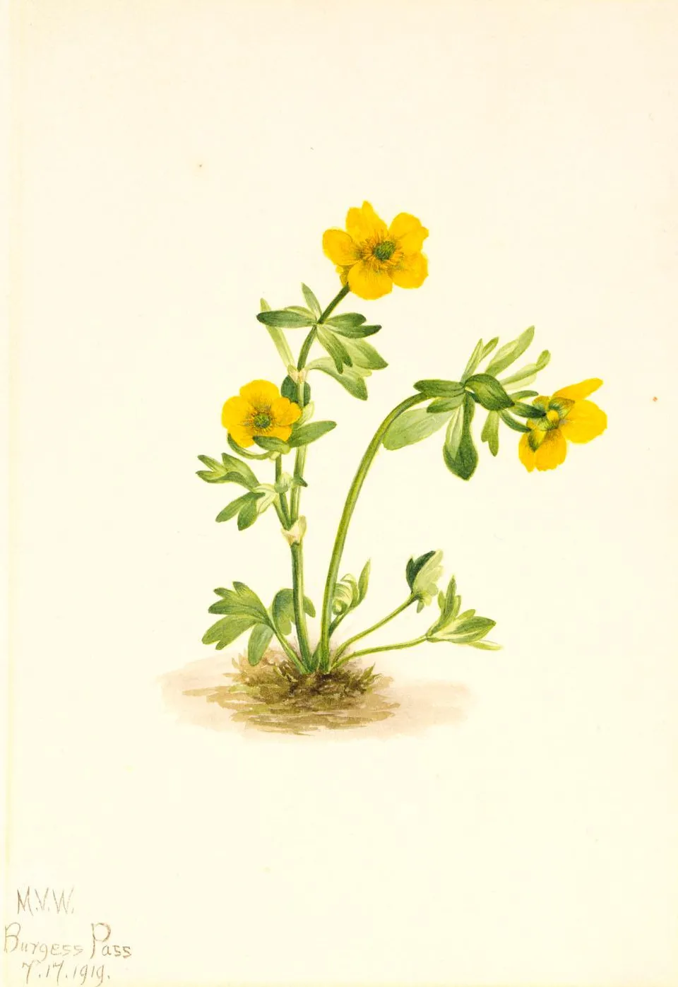 Avalanche Buttercup (ranunculus Suksdorfii) — Мэри Вокс Уолкотт