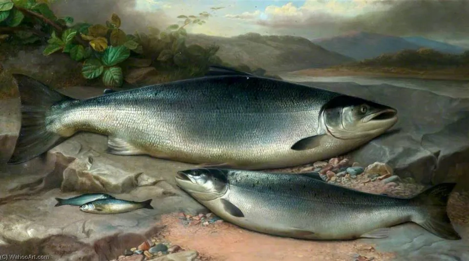 Salmon — John Bucknell Russell