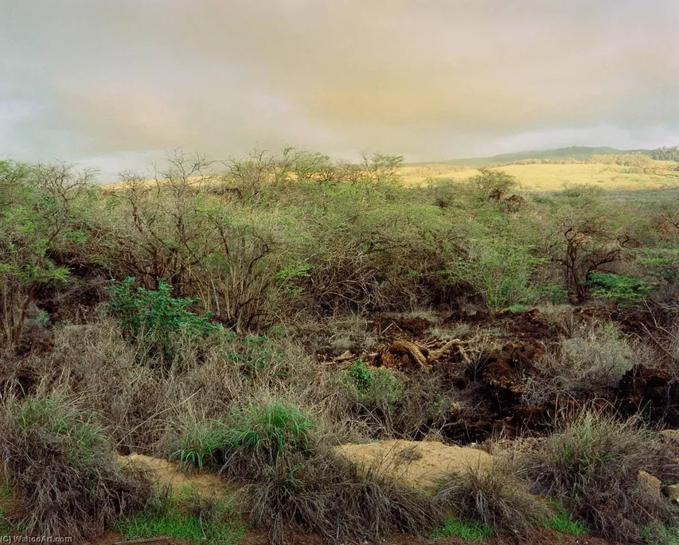 Makena Field, Maui — Frank Di Perna