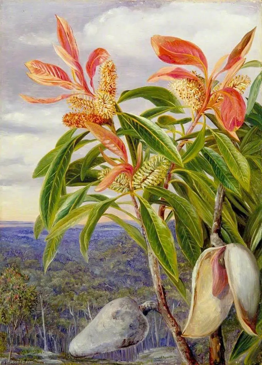 Flowers And Seed Vessels Of The Port Jackson Wooden Pear, New South Wales — Марианна Норт