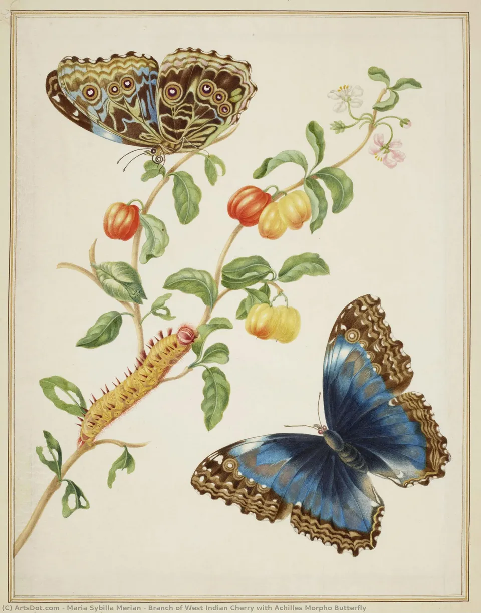 Branch Of West Indian Cherry With Achilles Morpho Butterfly — Maria Sybilla Merian