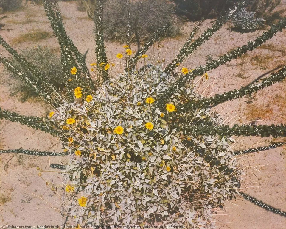 Untitled Daisy Bush Spiral, From The Series Marks On The Landscape — Kenda North