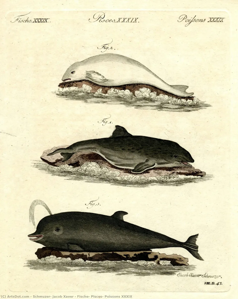 Fische, Pisces, Poissons Xxxix — Schmuzer, Jacob Xaver
