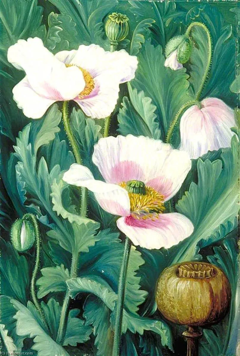 Foliage, Flowers And Seed Vessel Of The Opium Poppy — Марианна Норт