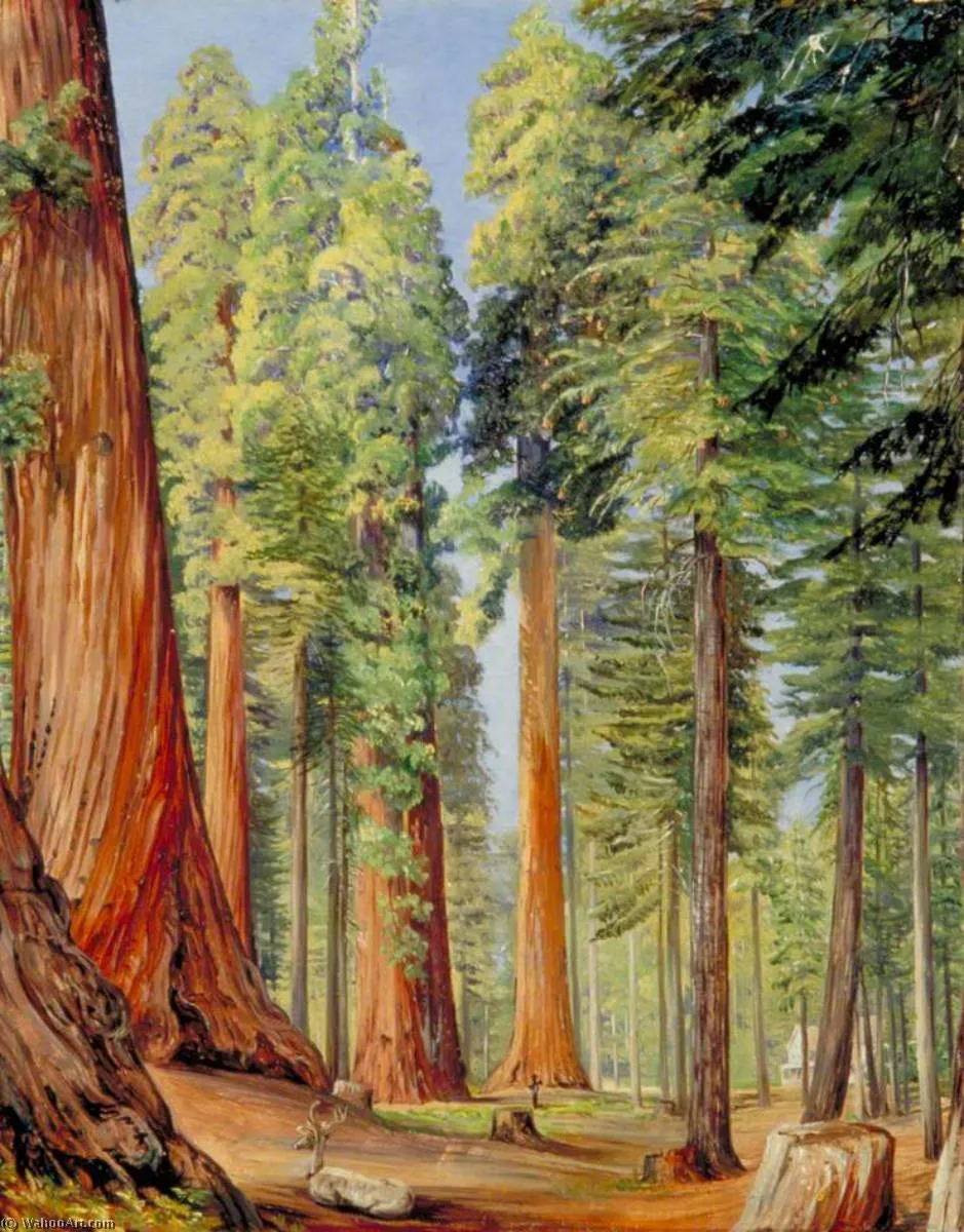 The Calaveras Grove Of The Big Tree Or Wellingtonia, In The Evening — Марианна Норт