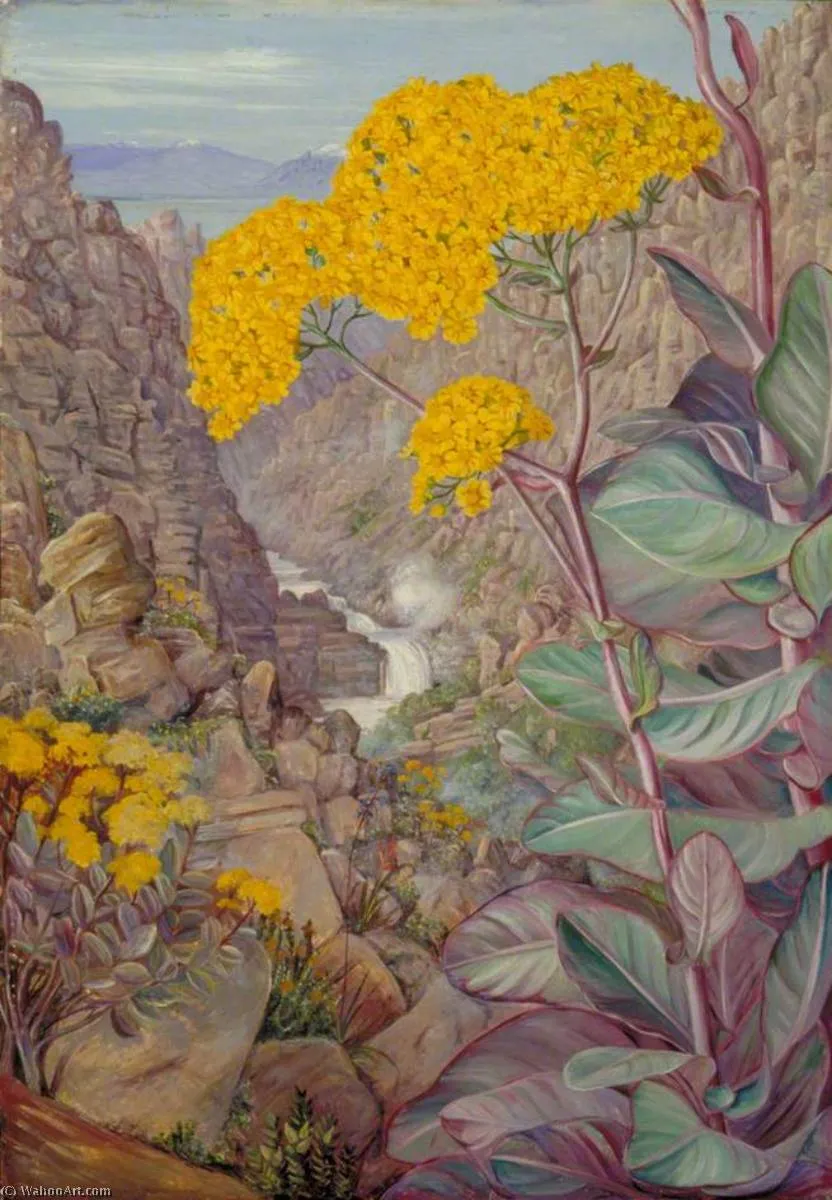 View Of The Valley Of Ceres From Mitchell's Pass, 'cabbage Plant' In Front — Марианна Норт