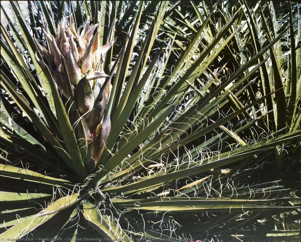 Untitled Flowering Yucca, From The Series Marks On The Landscape — Kenda North