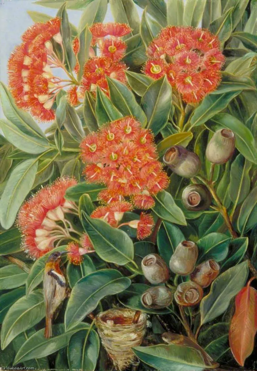 Flowers And Seed Vessels Of A West Australian Gum Tree And Honeysuckers — Марианна Норт