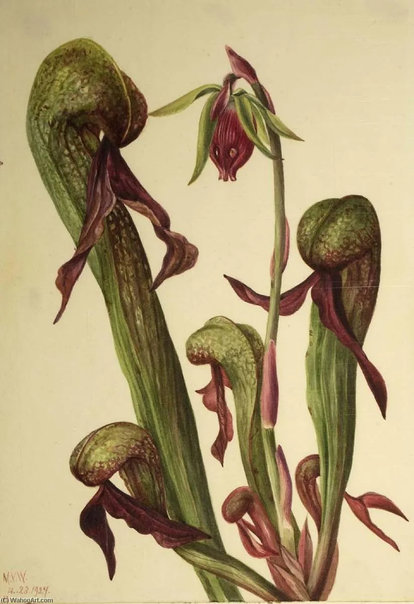California Pitcherplant (chrysamphora Californica) — Мэри Вокс Уолкотт