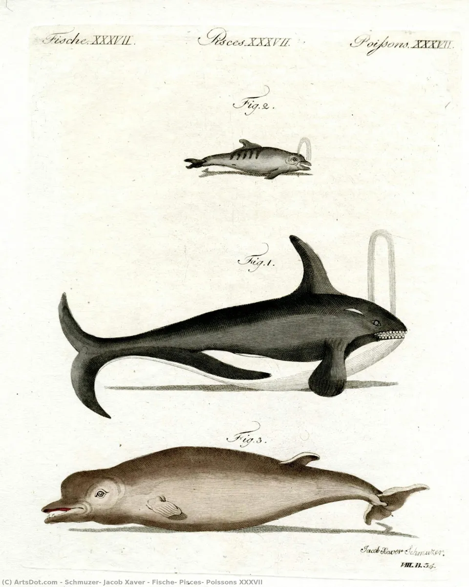 Fische, Pisces, Poissons Xxxvii — Schmuzer, Jacob Xaver