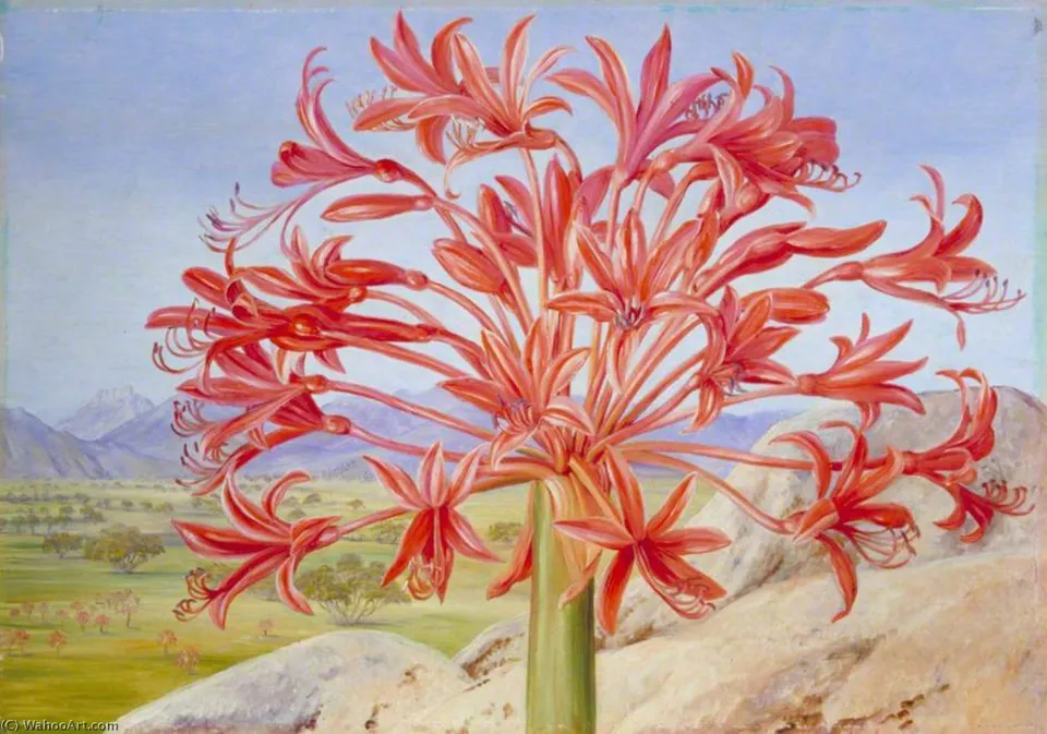 Brunsvigia Multiflora Near Queenstown, South Africa — Марианна Норт