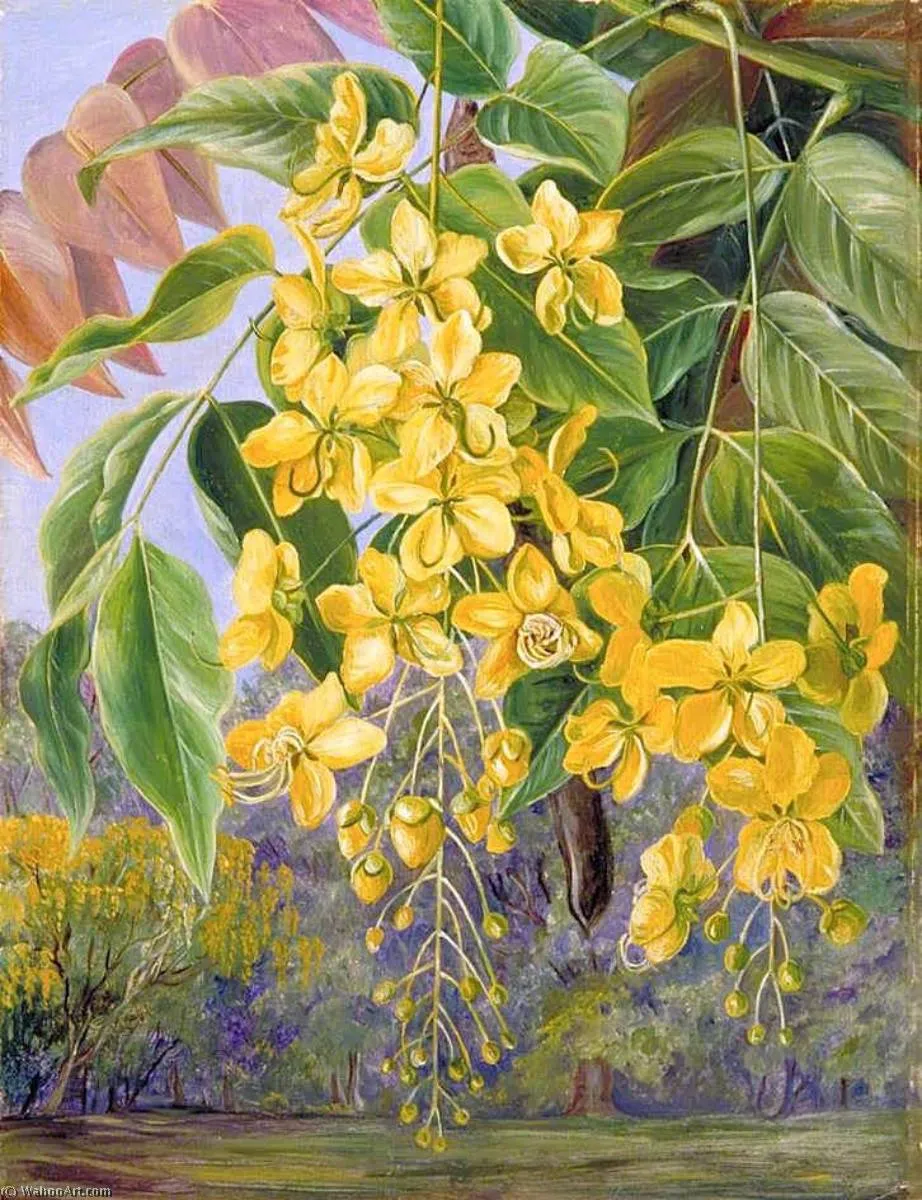 Foliage And Flowers And A Pod Of The Amaltas Or Indian Laburnum — Марианна Норт