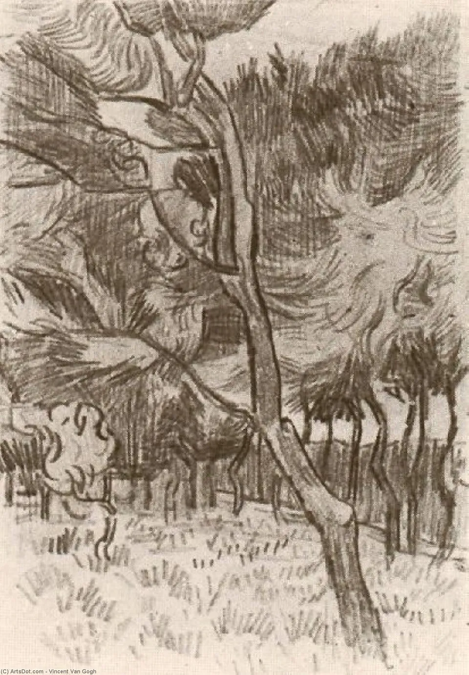 Pine Trees In The Garden Of The Asylum — Vincent Willem Van Gogh