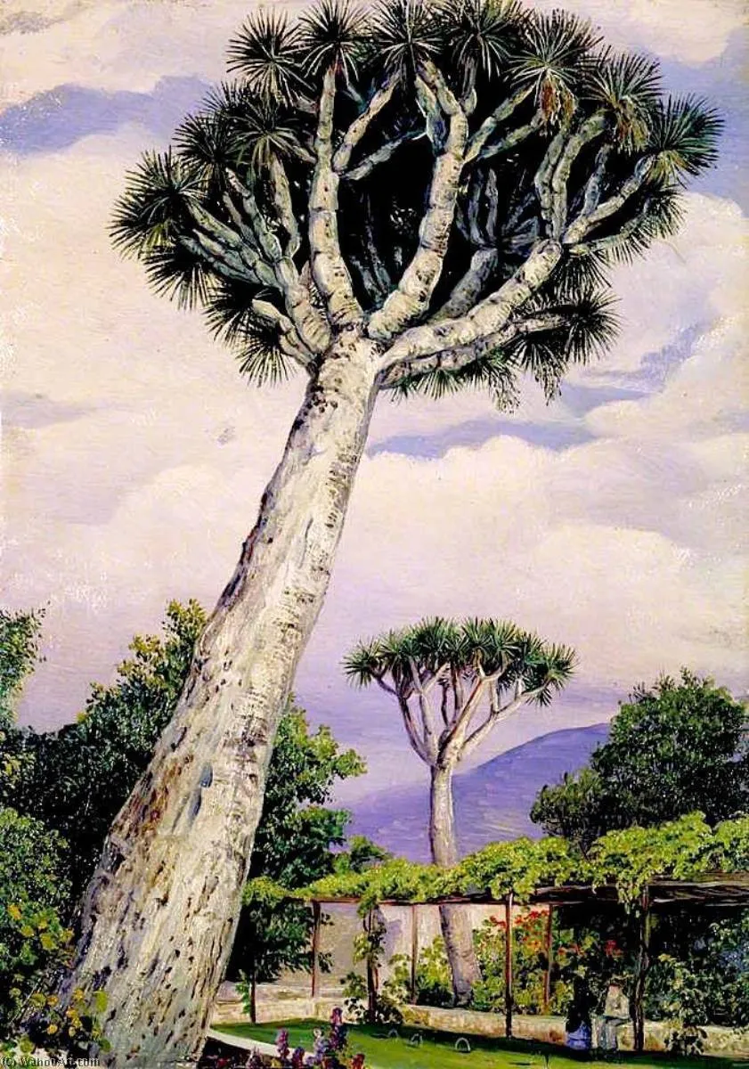 Dragon Tree In The Garden Of Mr Smith, Teneriffe — Марианна Норт