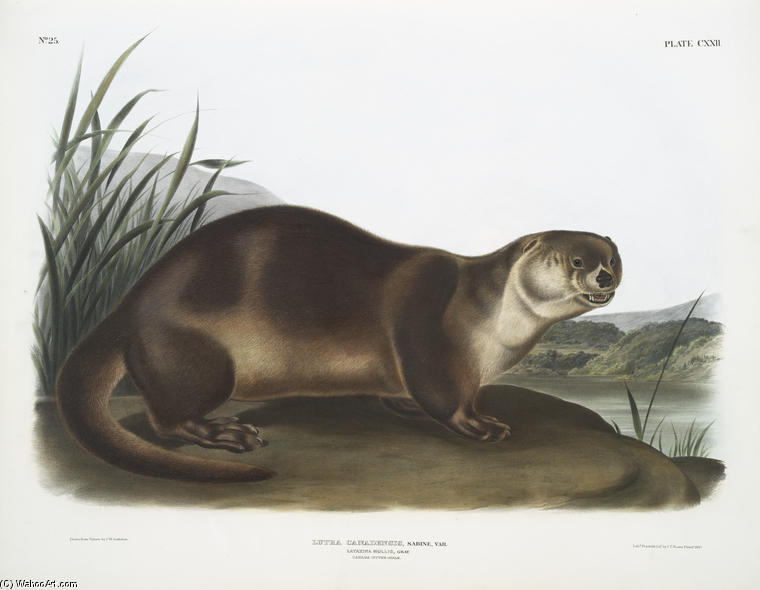 Lutra Canadensis, Canada Otter — Джон Джеймс Одюбон