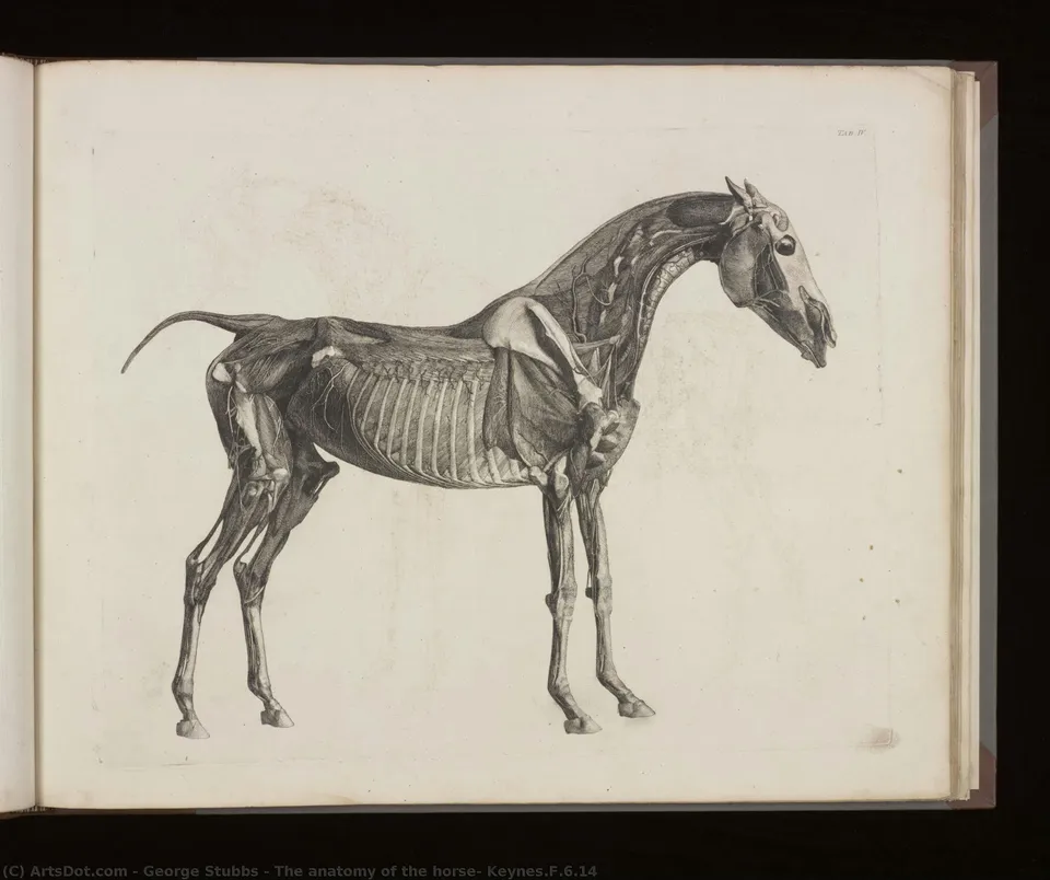 The Anatomy Of The Horse, Keynes.f.6.14 — Джордж Стббс