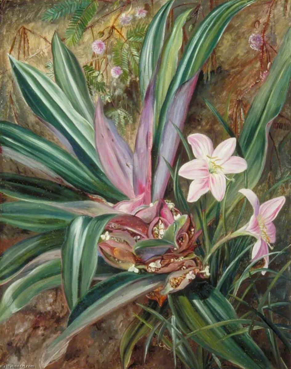 Two Cultivated Plants, Painted At Singapore — Марианна Норт