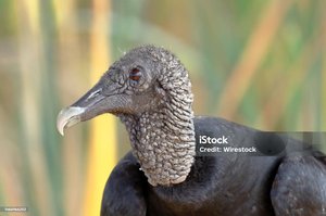 gallinazo