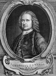 george edwards