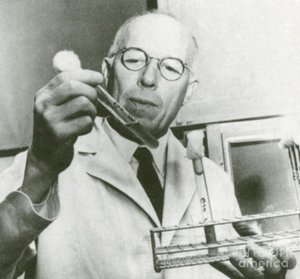 rené dubois