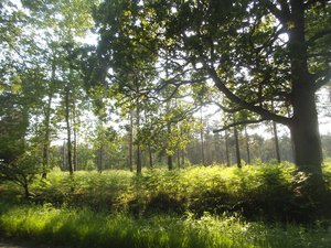 david howard woods