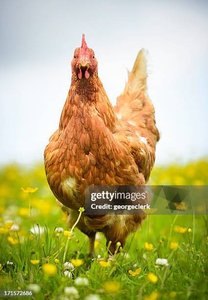 poule feine