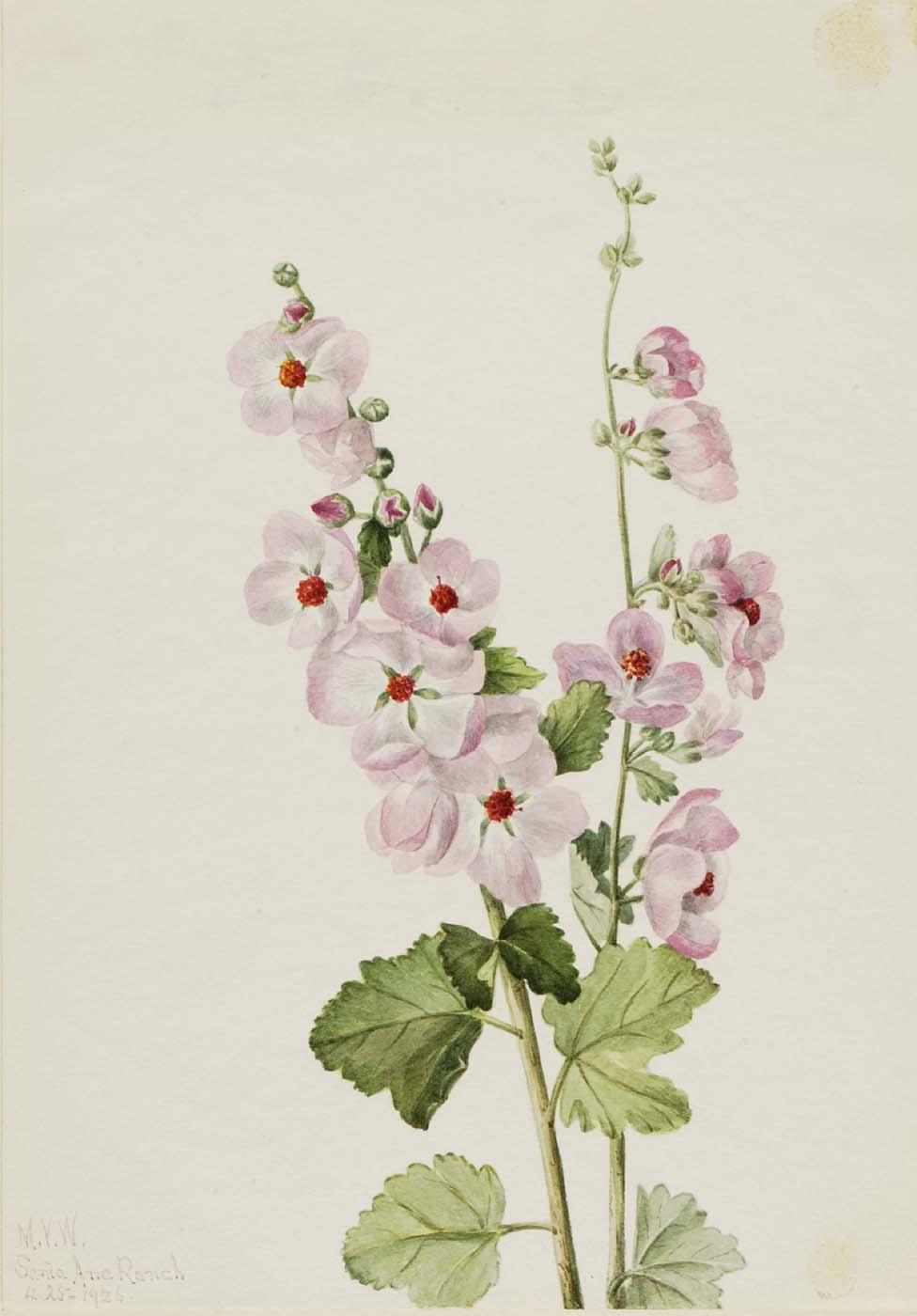Orange Eye Globemallow (sphaeralcea Davidsonii) — Mary Vaux Walcott