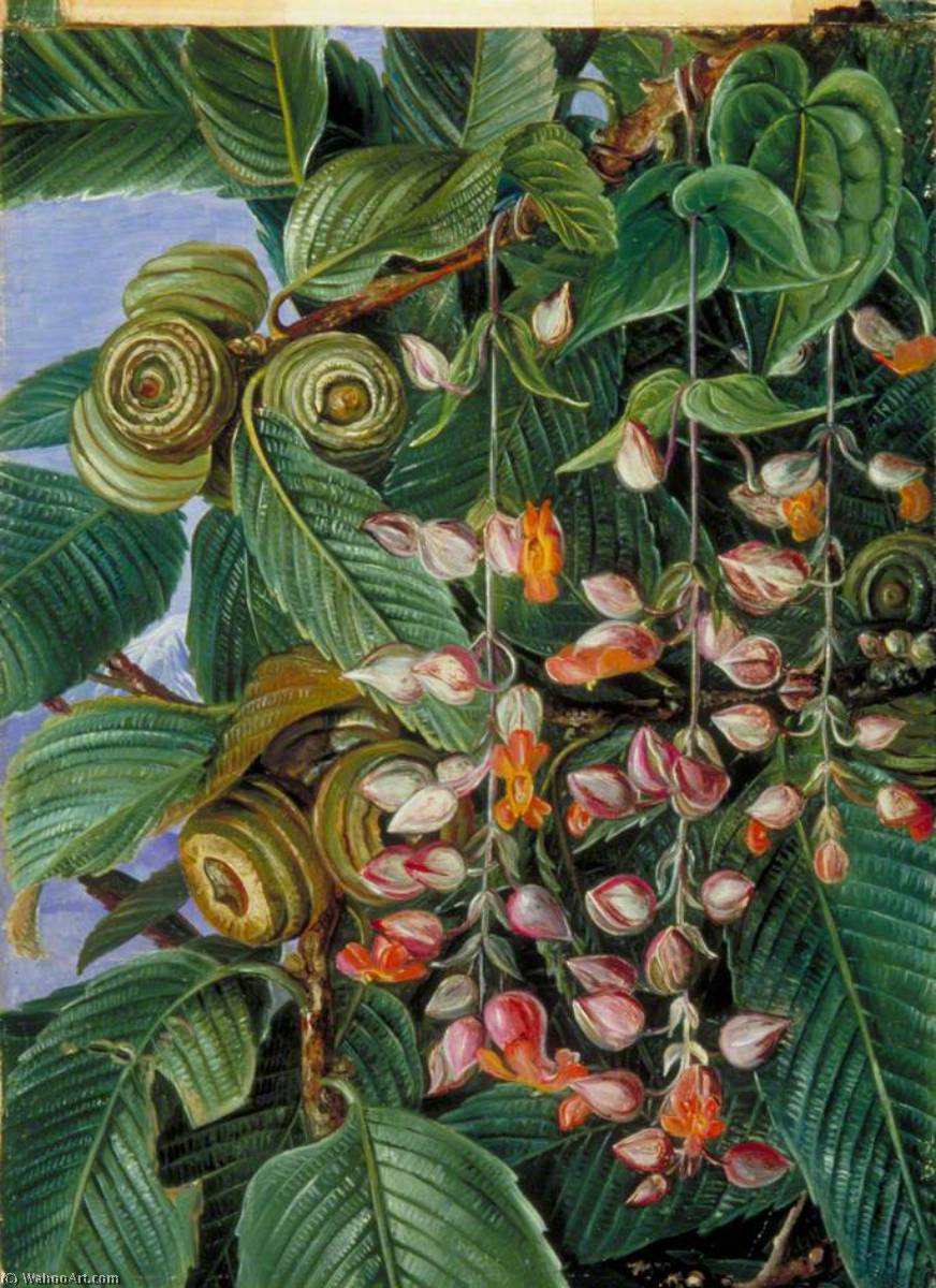 A Darjeeling Oak Festooned With A Climber — Marianne North