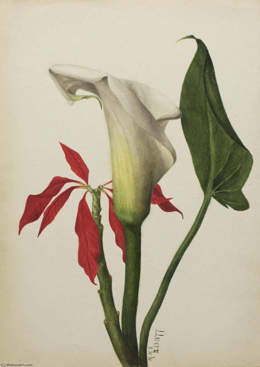 Untitled (calla Lily) — Mary Vaux Walcott