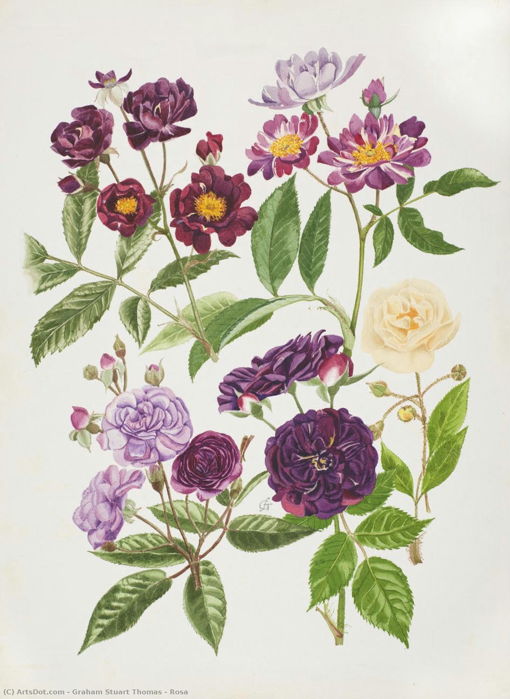 Rosa — Graham Stuart Thomas