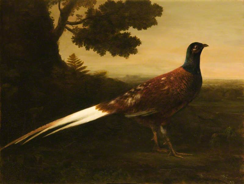 A Piebald Pheasant — George Haddo