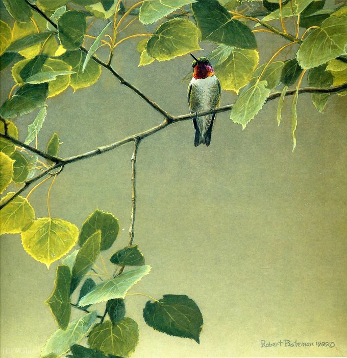Untitled (942) — Robert Bateman