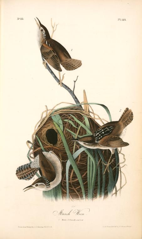 Marsh Wren. 1. Male. 2. Female And Nest — John James Audubon