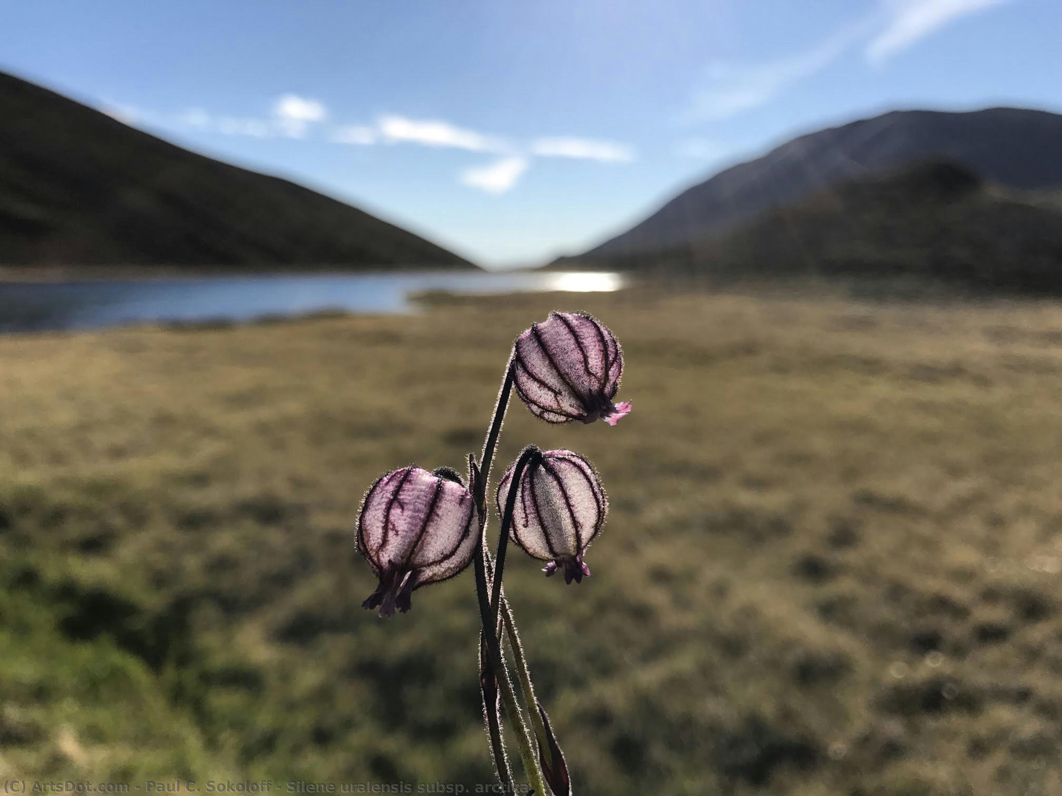 Silene Uralensis Subsp. Arctica — Paul C. Sokoloff