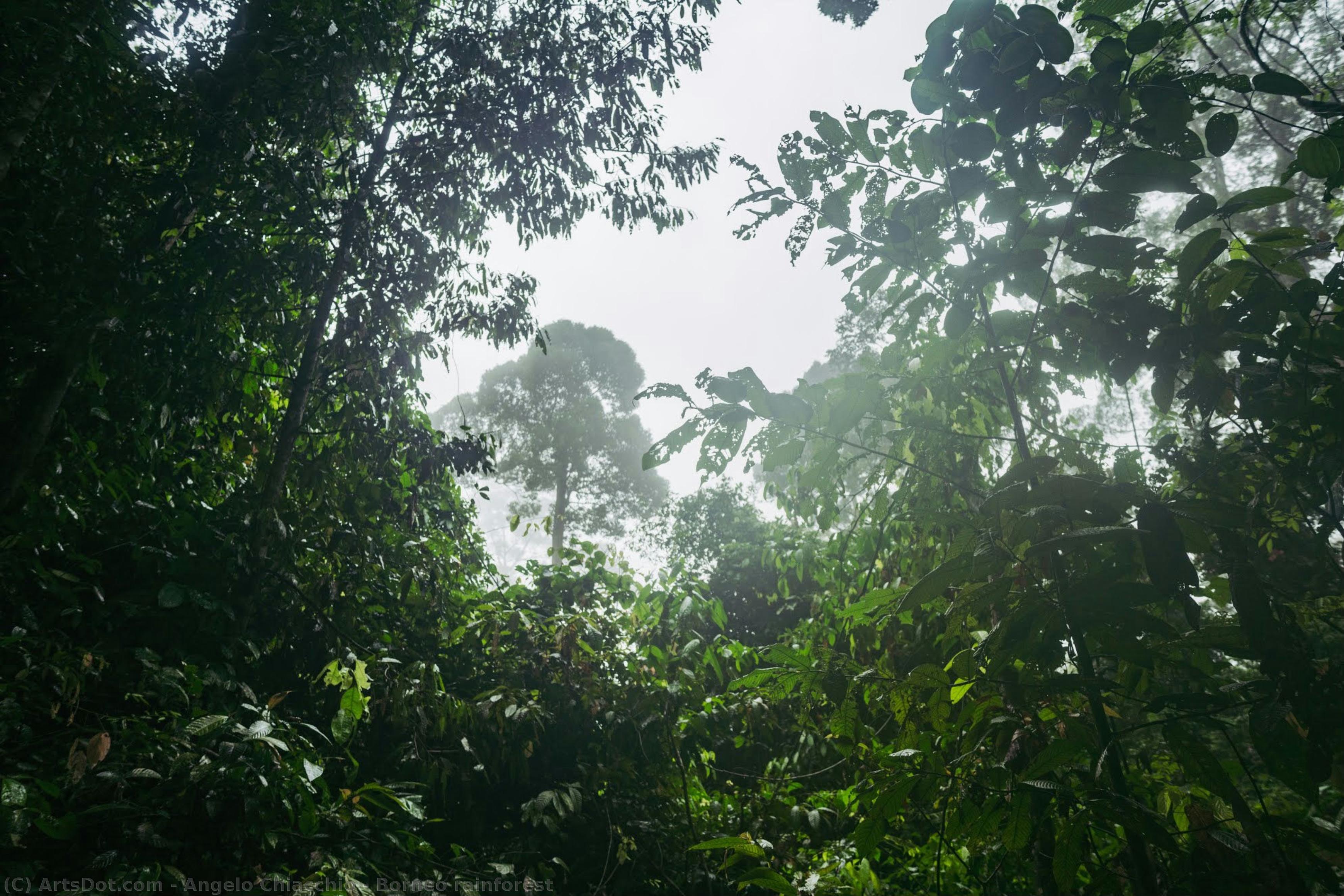 Borneo Rainforest — アンジェロ・キアッキオ