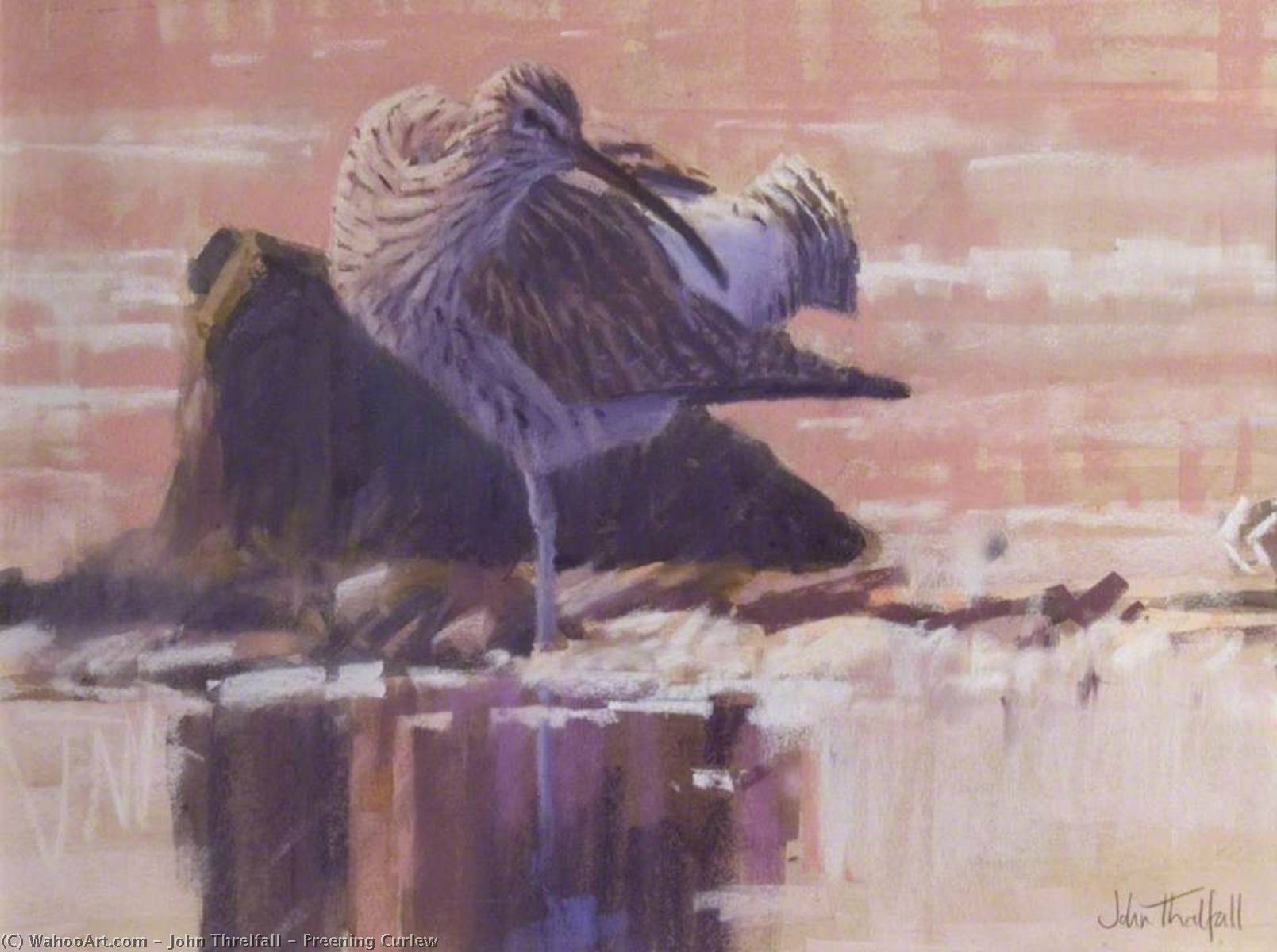 Preening Curlew — John Threlfall