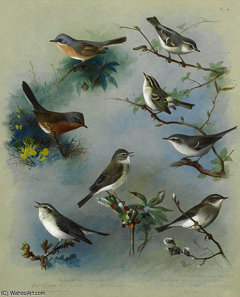 Warbler And Wrens — アーチボルド・ソーバーン