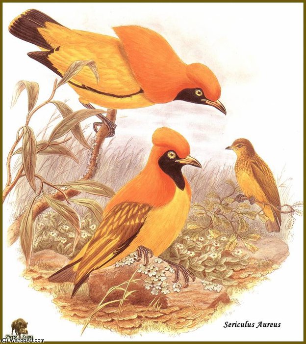 Jardinier Du Prince D'orange — John Gould