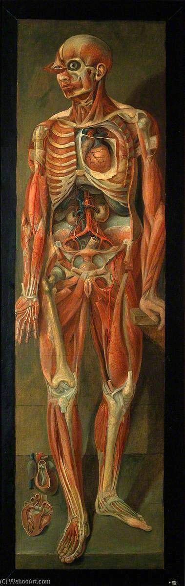 A Standing Dissected Man Looking To Left, With Two Separate Figures Of The Heart — Jacques Fabien Gautier Dagoty