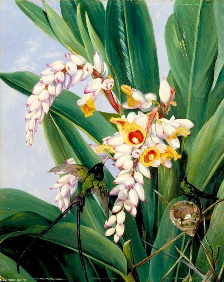 Foliage And Flowers Of Alpinia Nutans, And A Pair Of Doctor Humming Birds, Jamaica — Marianne North