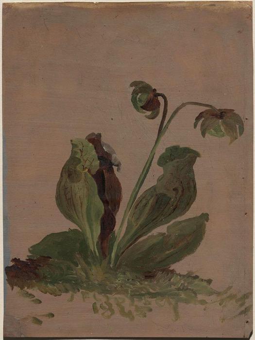 Pitcher Plant In Blossom — Jasper Francis Cropsey