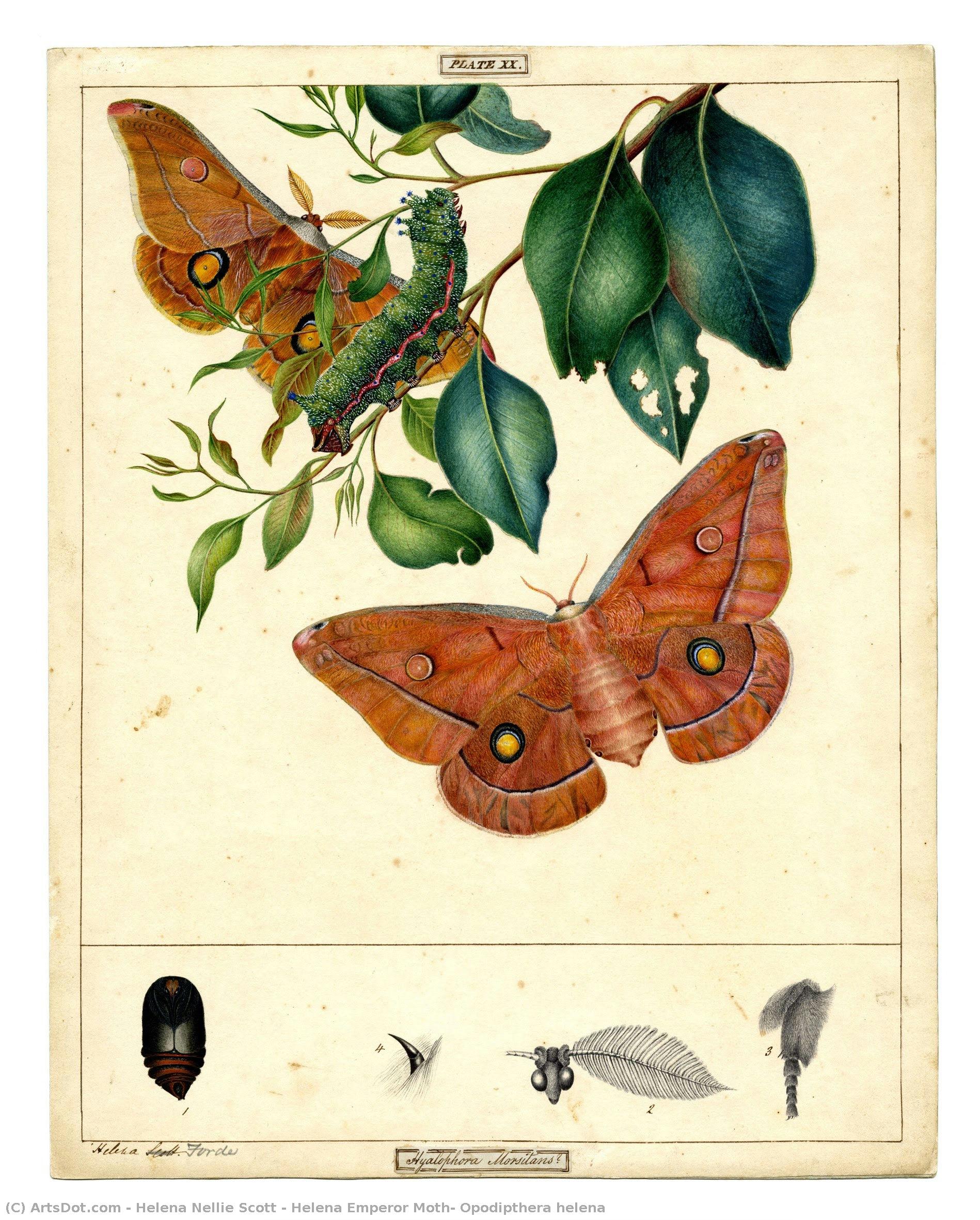 Helena Emperor Moth, Opodipthera Helena — ヘレナ・ネリー・スコット
