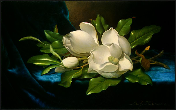 Giant Magnolias On A Blue Velvet Cloth — Мартин Джонсон Хед
