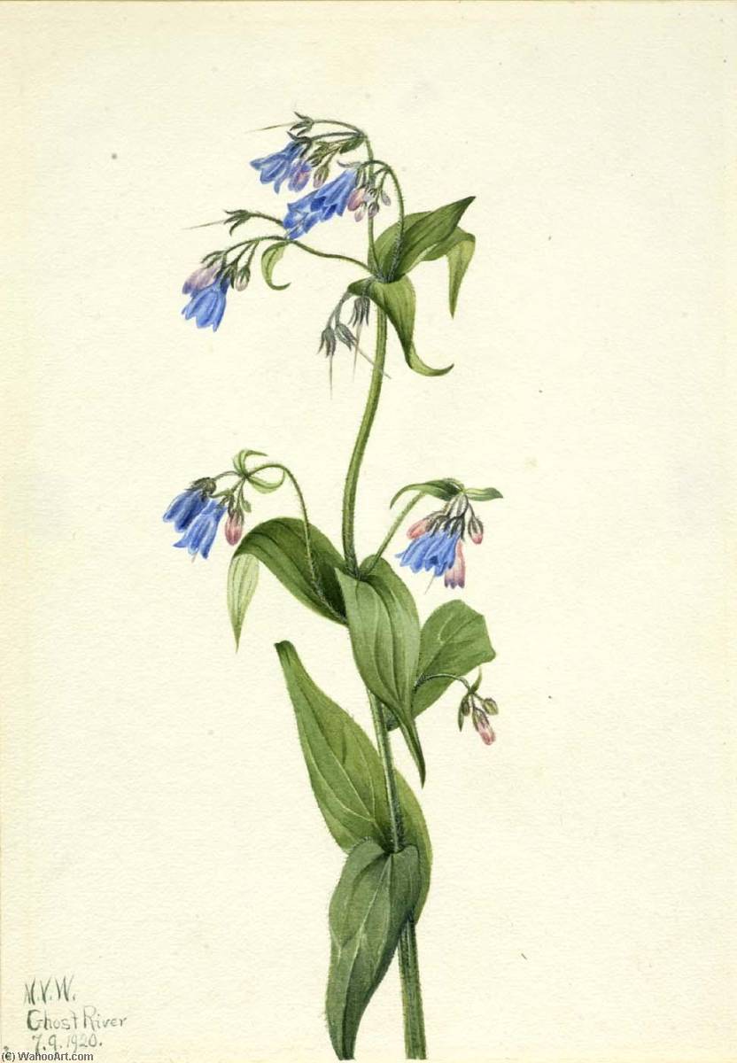 Western Bluebells (mertensia Paniculata) — Mary Vaux Walcott