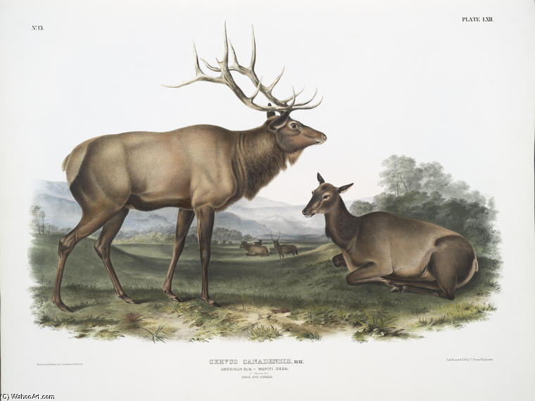 Cervus Canadensis, American Elk, Wapiti Deer — John James Audubon