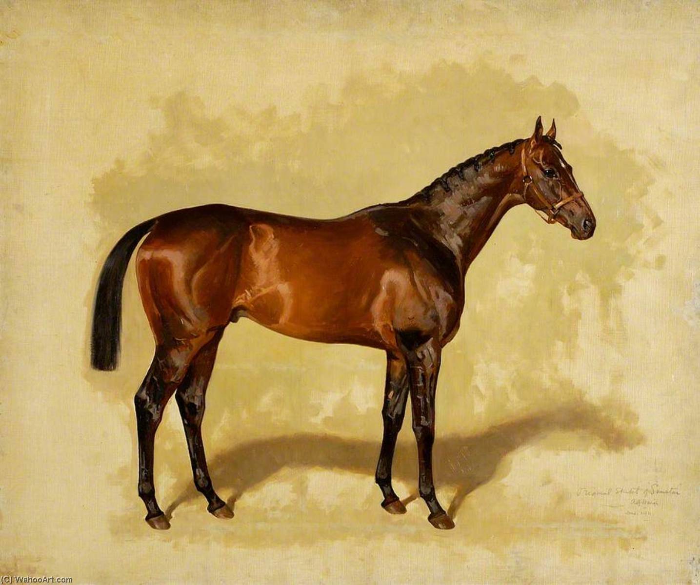 'sunstar' — Alfred Grenfell Haigh
