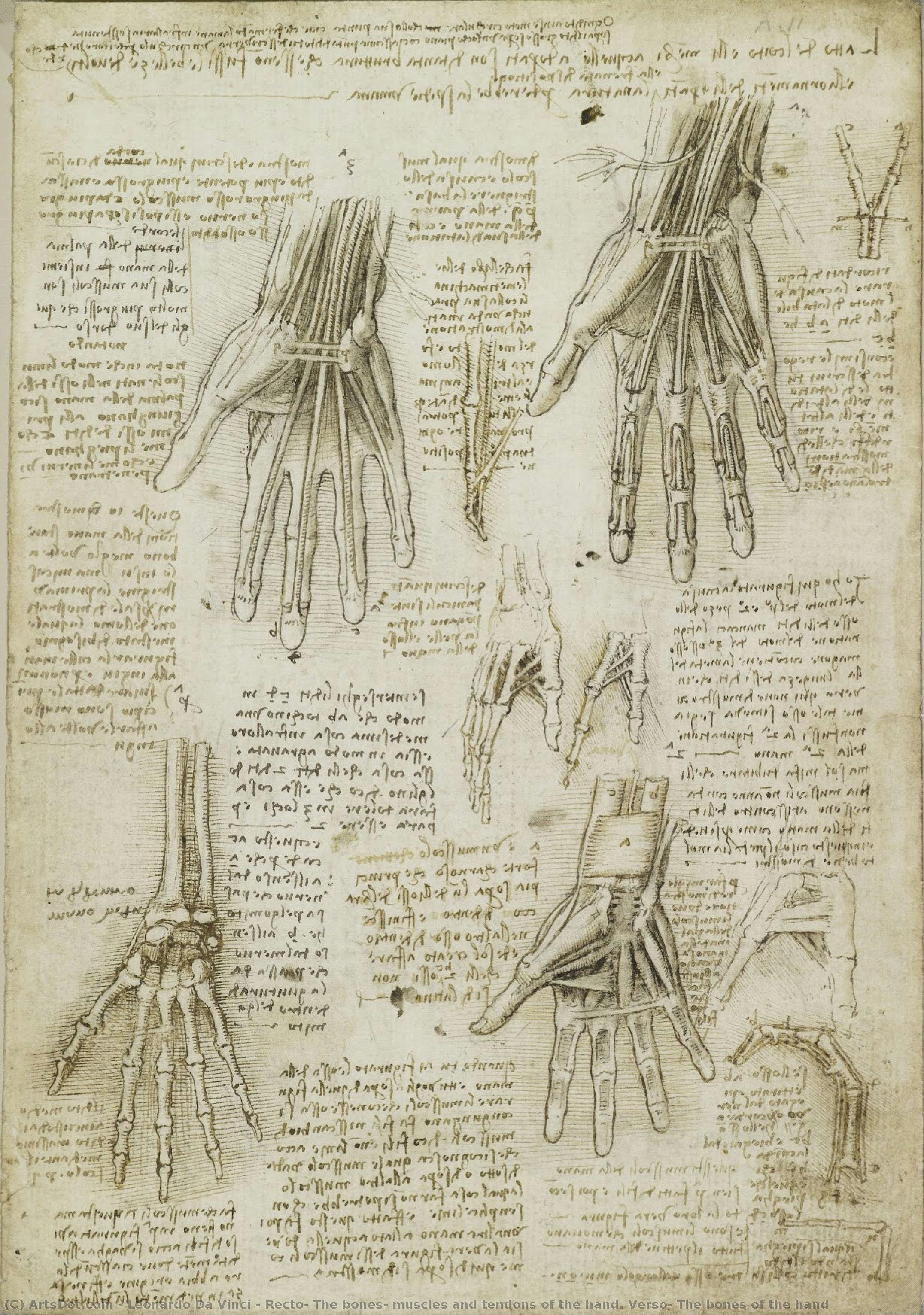 Recto: The Bones, Muscles And Tendons Of The Hand. Verso: The Bones Of The Hand — Leonardo Da Vinci