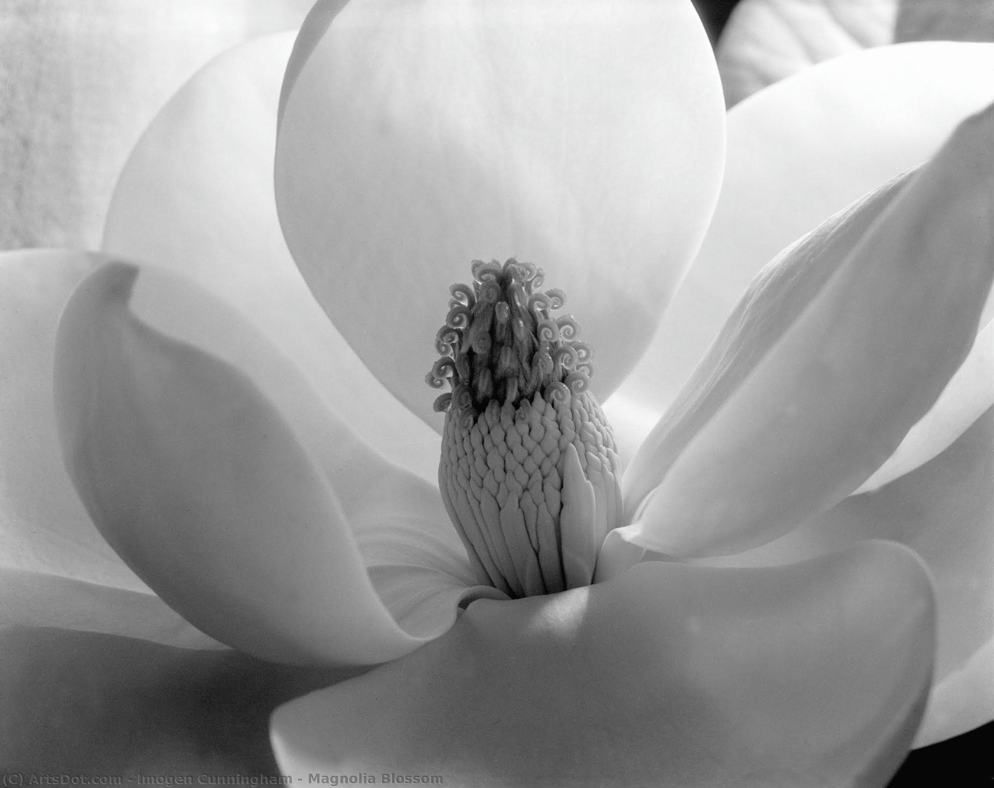 Magnolia Blossom — Imogen Cunningham