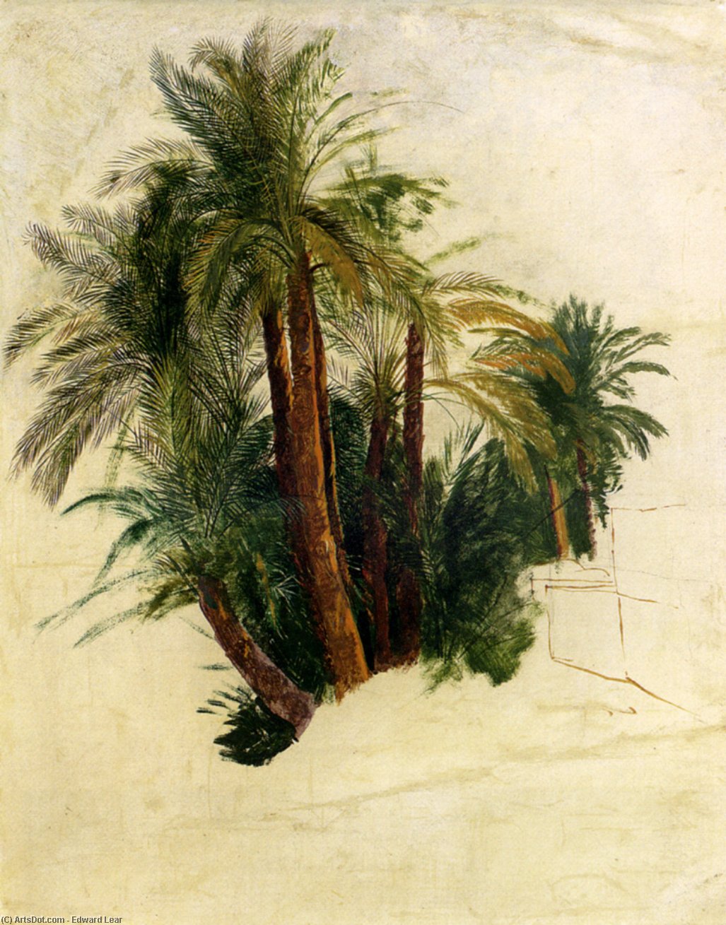 Study Of Palm Trees — Едвард Леар